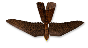 Aerium Analytics | Drone Technology Solutions - RoBird®