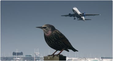 Aerium Analytics | Drone Technology Solutions - Airports and Aviation