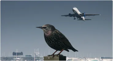 Aerium Analytics | Drone Technology Solutions - Airports and Aviation