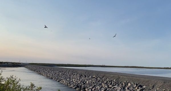 RoBird chasing birds - Churchill Manitoba