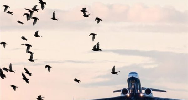 Aerium Analytics | Drone Technology Solutions - RoBird® Airport